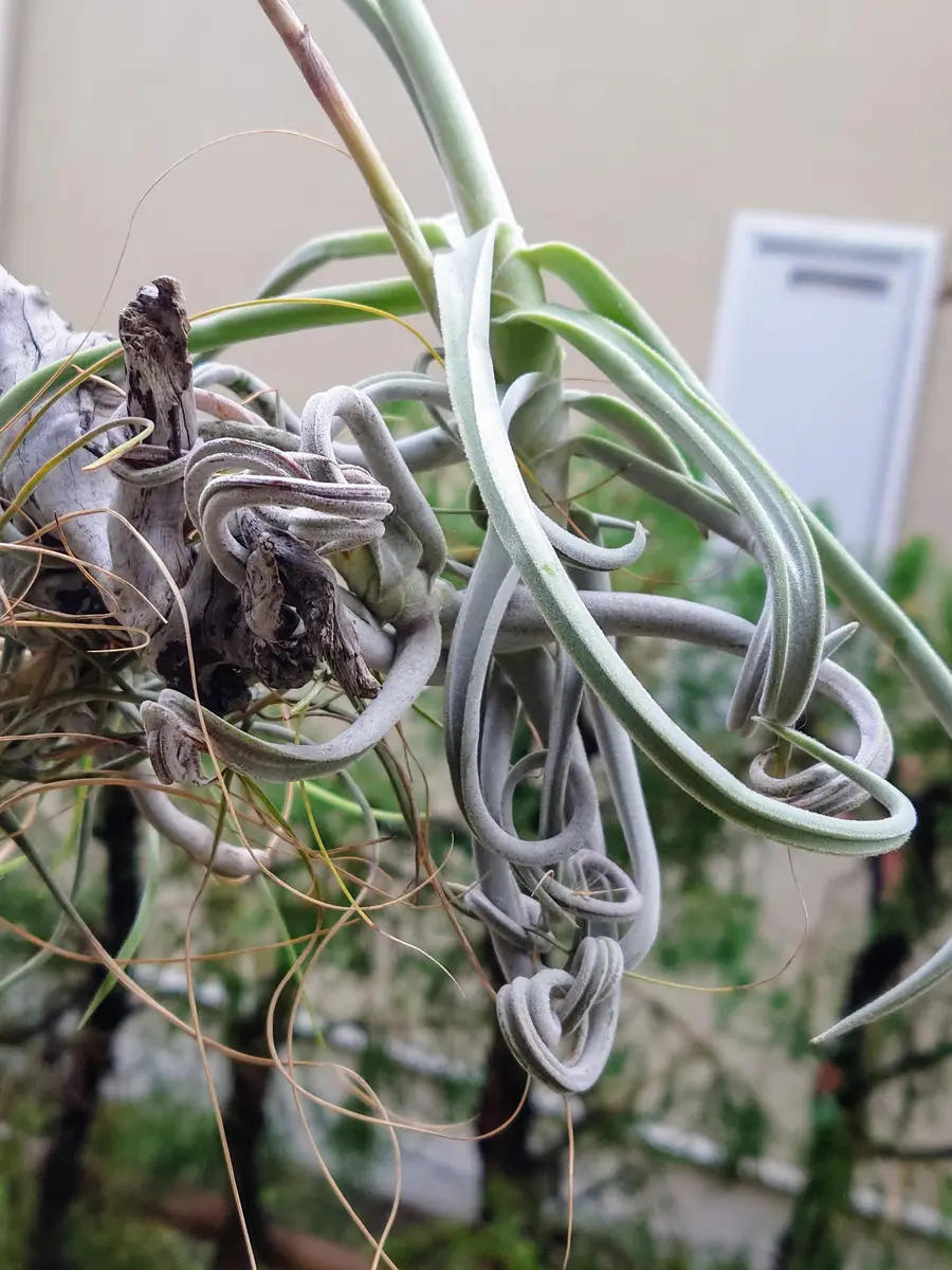 今年も咲いてくれるかい？チランジア・ドゥラティさん。｜園芸日記