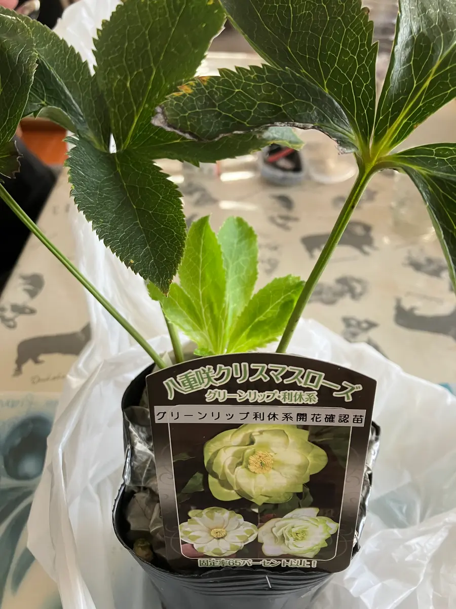 クリスマスローズ グリーンリップ利休系 開花株 クリスマスローズ