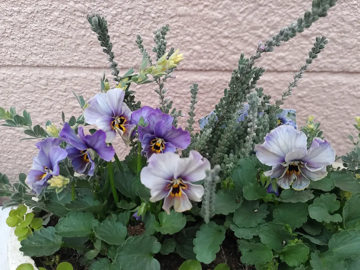 稀少！　ラピスラズリ 鉢植え ラピスラズリ植えました🎶｜園芸日記byウメバチソウ｜みんなの趣味の