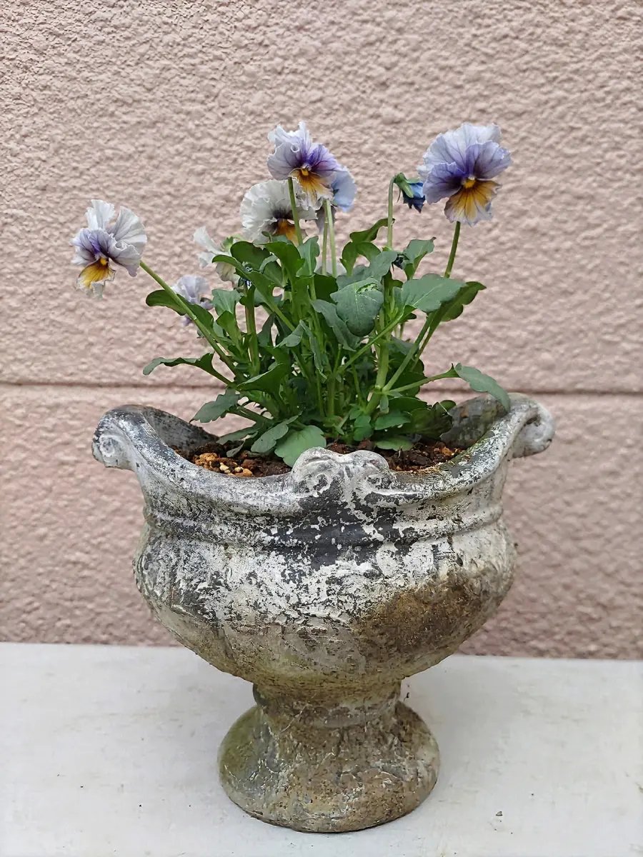 ラピスラズリ植えました🎶｜園芸日記byウメバチソウ｜みんなの趣味の