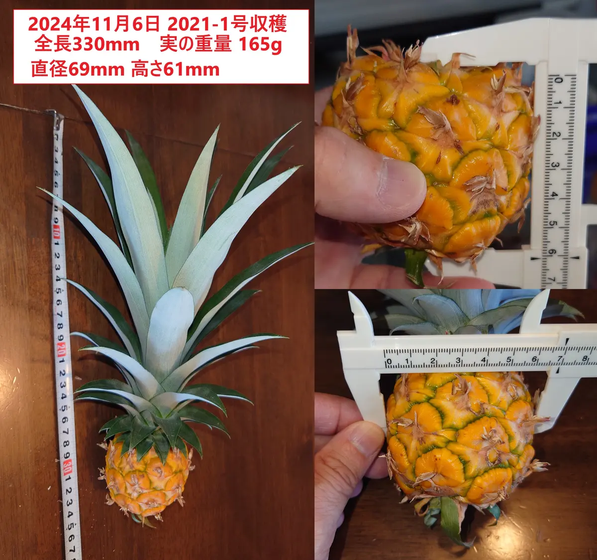 断捨離パイナップル　2個 2021-2号パイナップルを収穫｜園芸日記bysherpa｜みんなの趣味の園芸