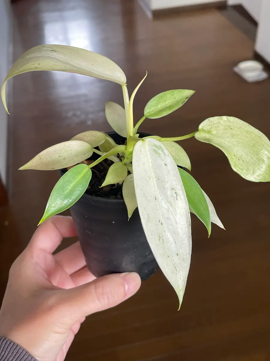 寒天から1年半でこんなに大きくなりました♪｜園芸日記byアウルの森