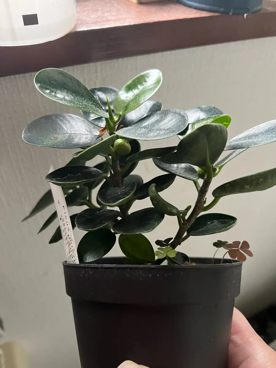 パンダガジュマルに実がついた｜園芸日記by水色の木｜みんなの趣味の