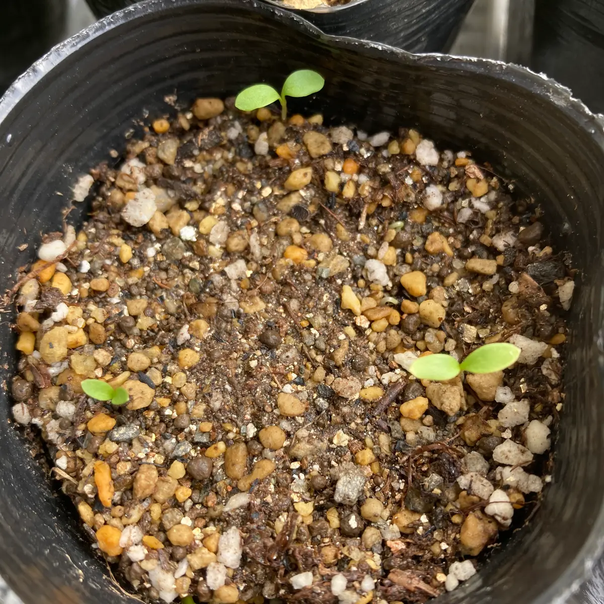 発芽 発芽報告/Agapanthus praecox 'African Blue' (アガパンサス