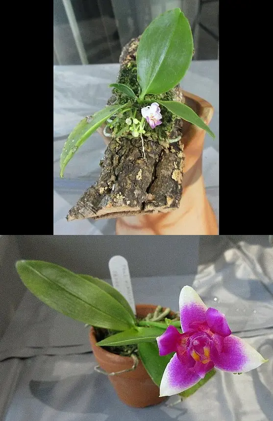 胡蝶蘭 原種 5株セット Phal ファレノプシス 洋蘭 洋ラン