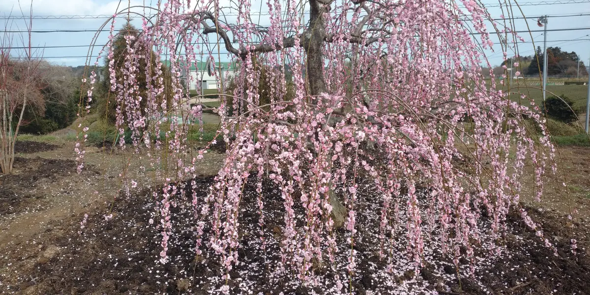 枝垂れ梅が落葉しました｜園芸日記bytotyan｜みんなの趣味の園芸