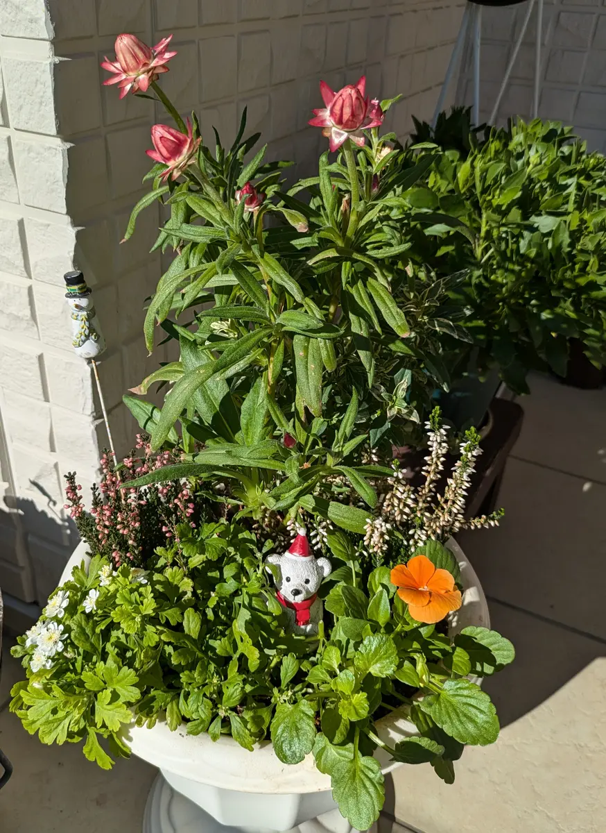 寄せ植えをもう一つ♪｜園芸日記byひろガーデン｜みんなの趣味の