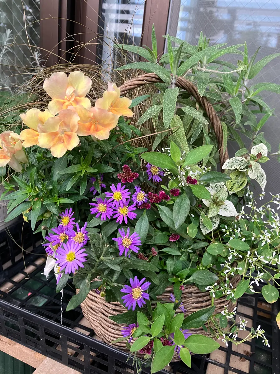 寄せ植え　花■みつばちと花畑 寄せ植え 花□みつばちと花畑 【公式通販】