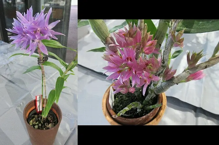 原種 leucocyanum Yahoo!オークション 洋蘭 (株)東京オーキット