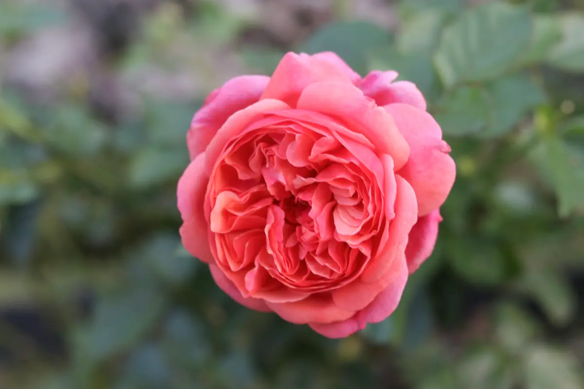 薔薇】お気に入りランキング2024｜園芸日記by8755(花っこ)｜みんなの