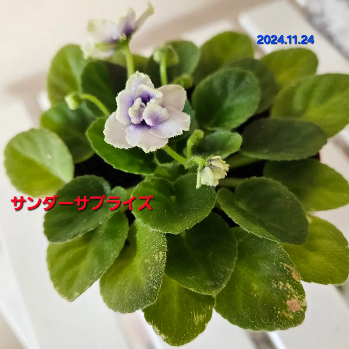 セントポーリア開花｜園芸日記byつきよみ｜みんなの趣味の園芸｜1271543