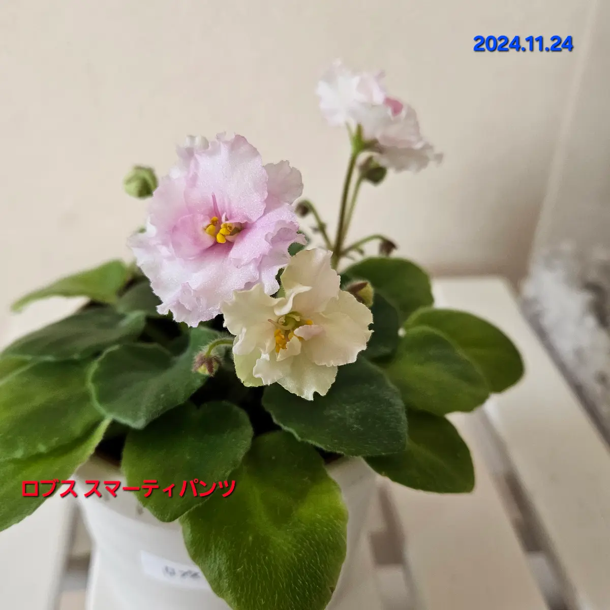 セントポーリア開花｜園芸日記byつきよみ｜みんなの趣味の園芸｜1271543