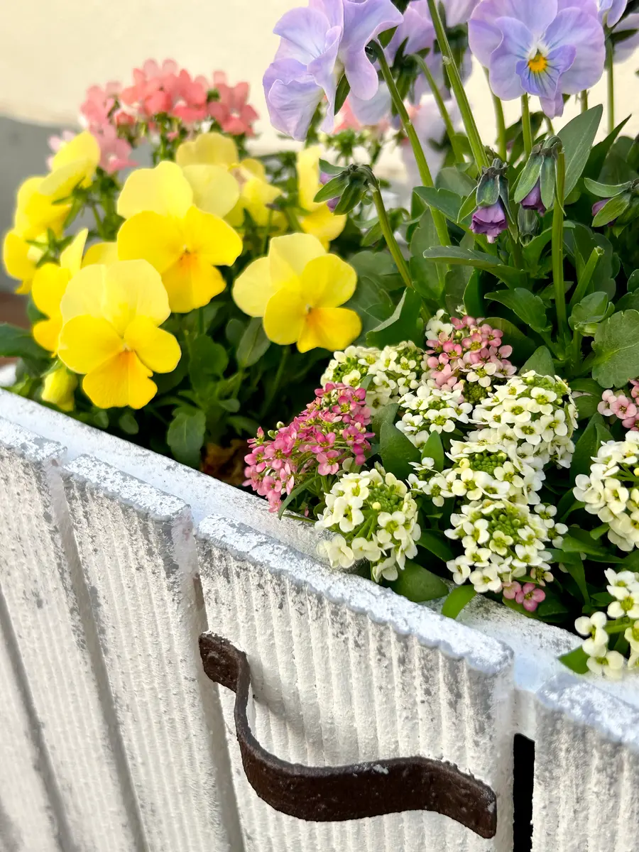 ひと足先に・・春の寄せ植え♪｜園芸日記bymocomaru｜みんなの趣味の園芸｜1271604