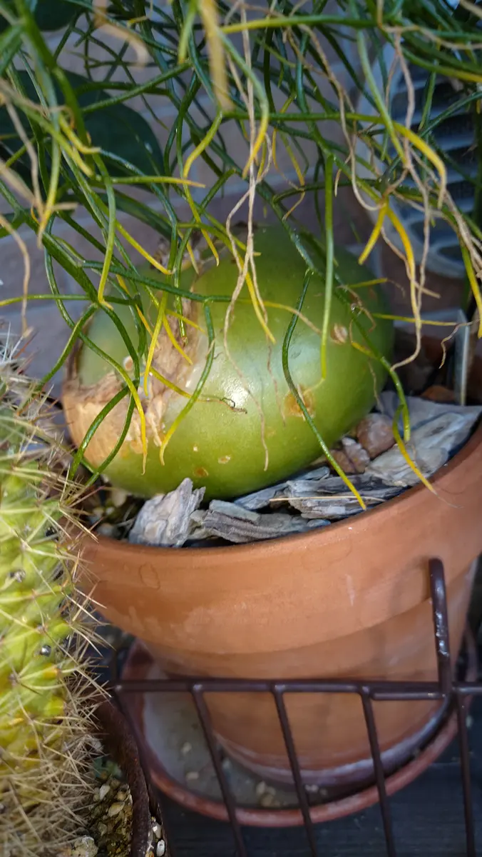 ソウカクデン まだ蔦が緑 いつ枯れるんだろうか｜園芸日記byユミ228