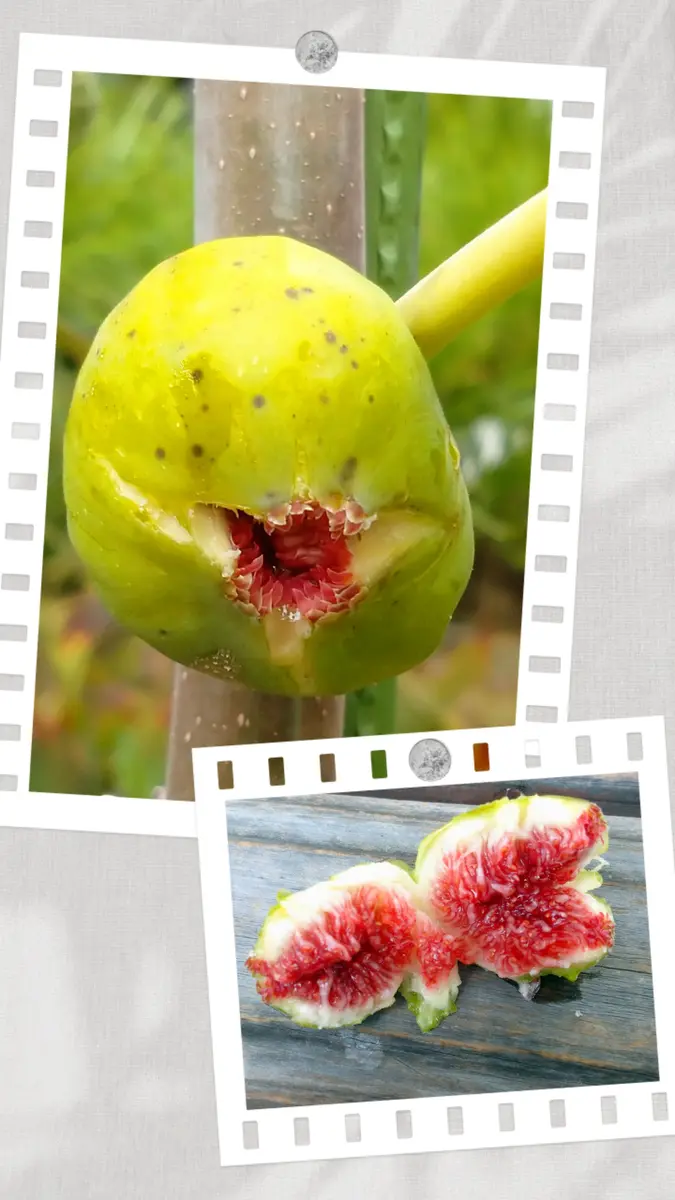 イチジク【LSUシャンパーニュ】樹上完熟｜園芸日記bymtaka｜みんなの