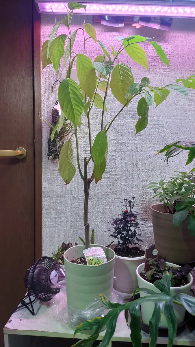 イランイラン 苗木 苗 7合ポット 観葉植物 レアプラント 香水の原料