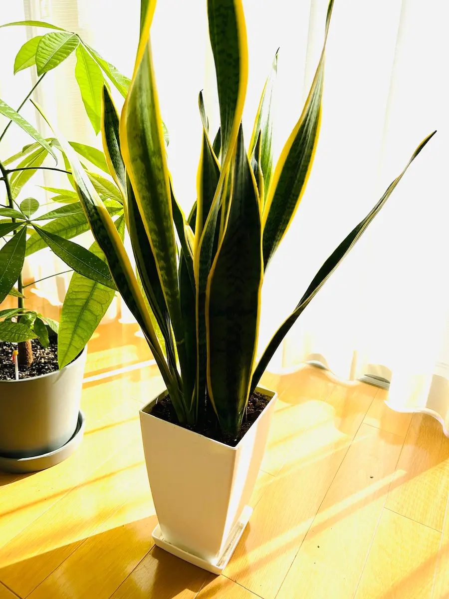 SHOUCHIKUEN | Sansevieria 'Unyamanee Garden' hybrid