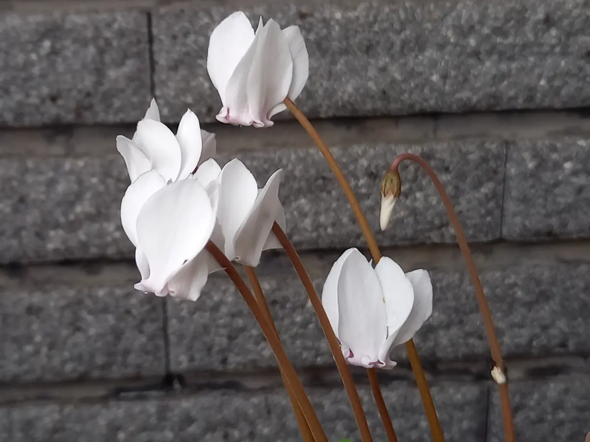 原種シクラメン｜園芸日記byこんちゃん｜みんなの趣味の園芸｜1272488