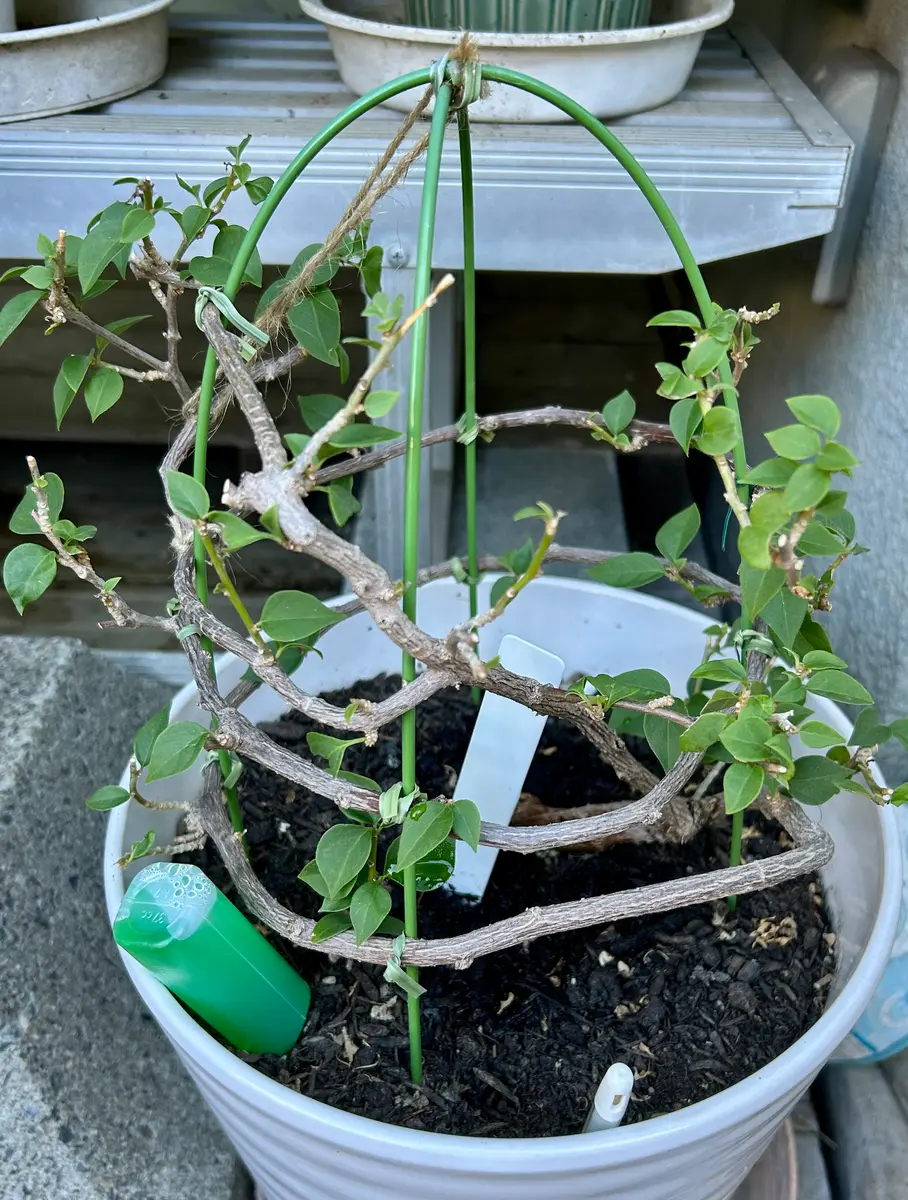 鉢植えと地植えのブーゲンビリア | momiji41のブログ