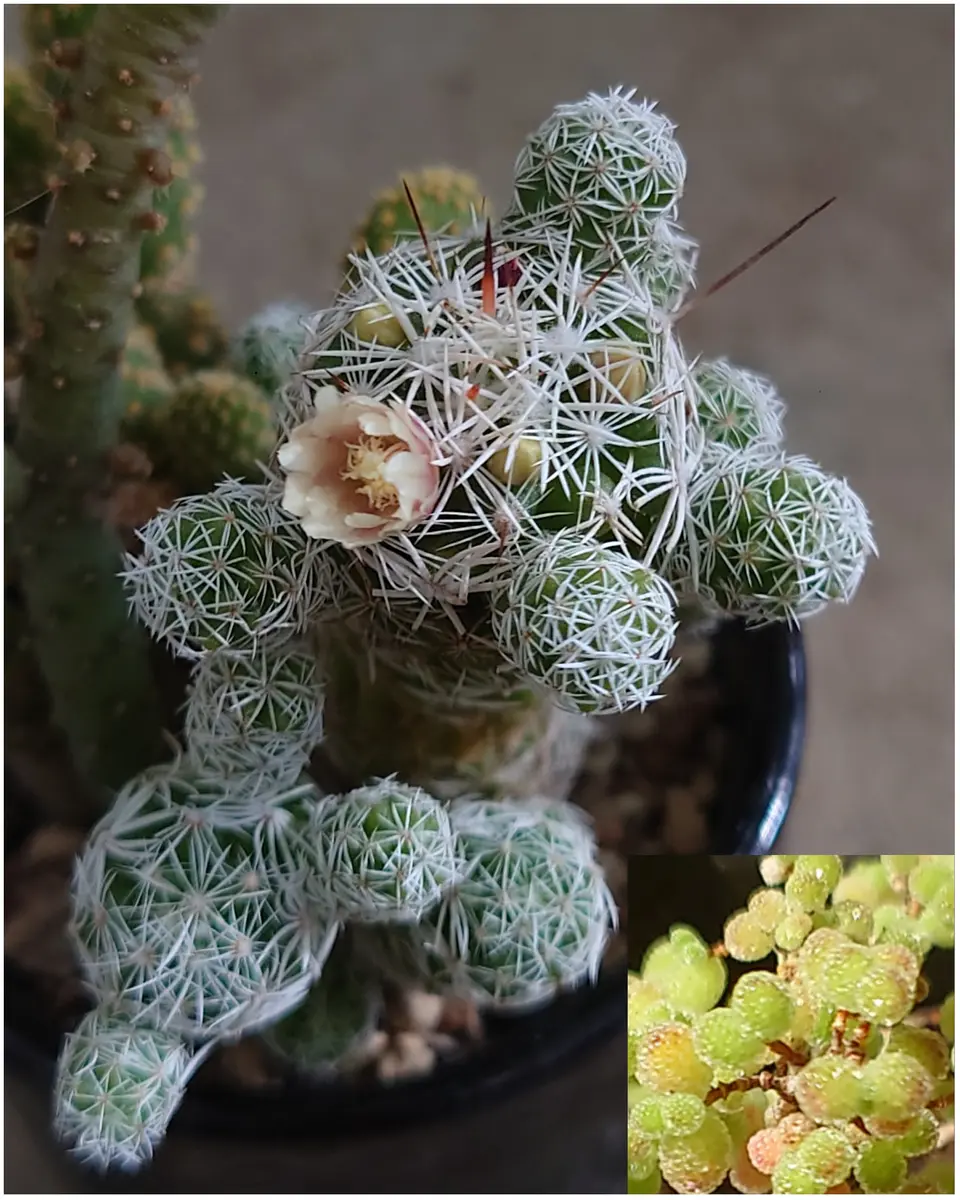 トゲが増えたマリちゃん⚔️｜園芸日記byぷぅ｜みんなの趣味の園芸