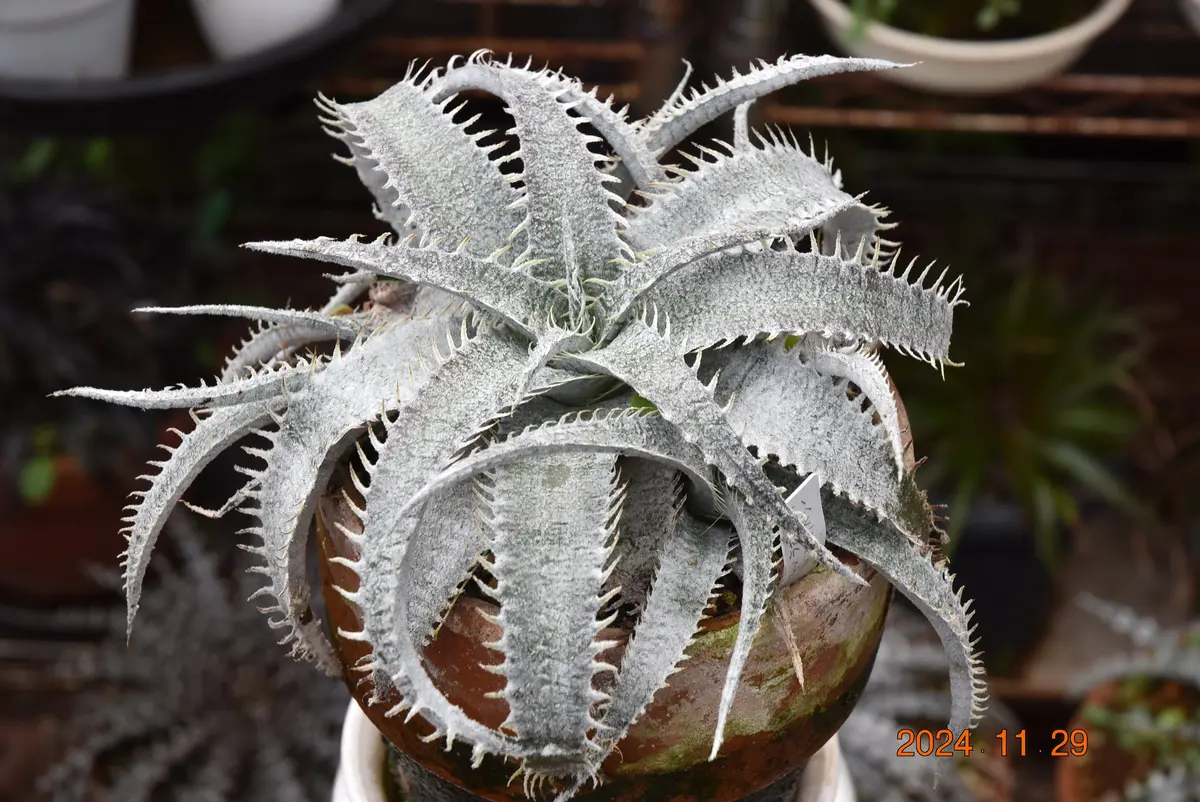 ディッキア・マルニエルラポストレイ ディッキア・マルニエルラポストレイVarエステベシー｜園芸日記by鹿