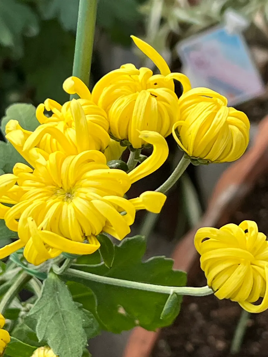父の愛した菊｜園芸日記byフーム｜みんなの趣味の園芸｜1273081