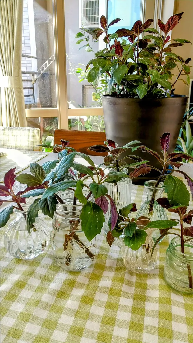 金時草(きんじそう)2代目💚💜｜園芸日記bytoitoitoi｜みんなの趣味の