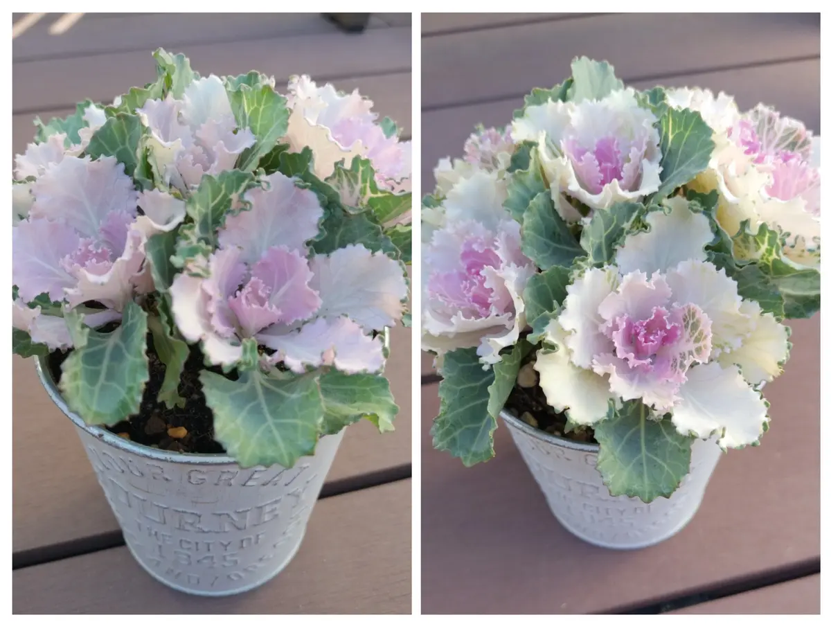 葉牡丹色変わり😣｜園芸日記bytix｜みんなの趣味の園芸｜1273545