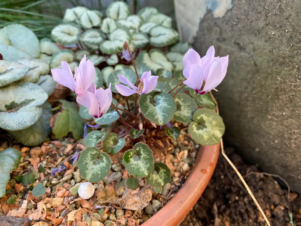 水カメの移動｜園芸日記byBP｜みんなの趣味の園芸｜1273631