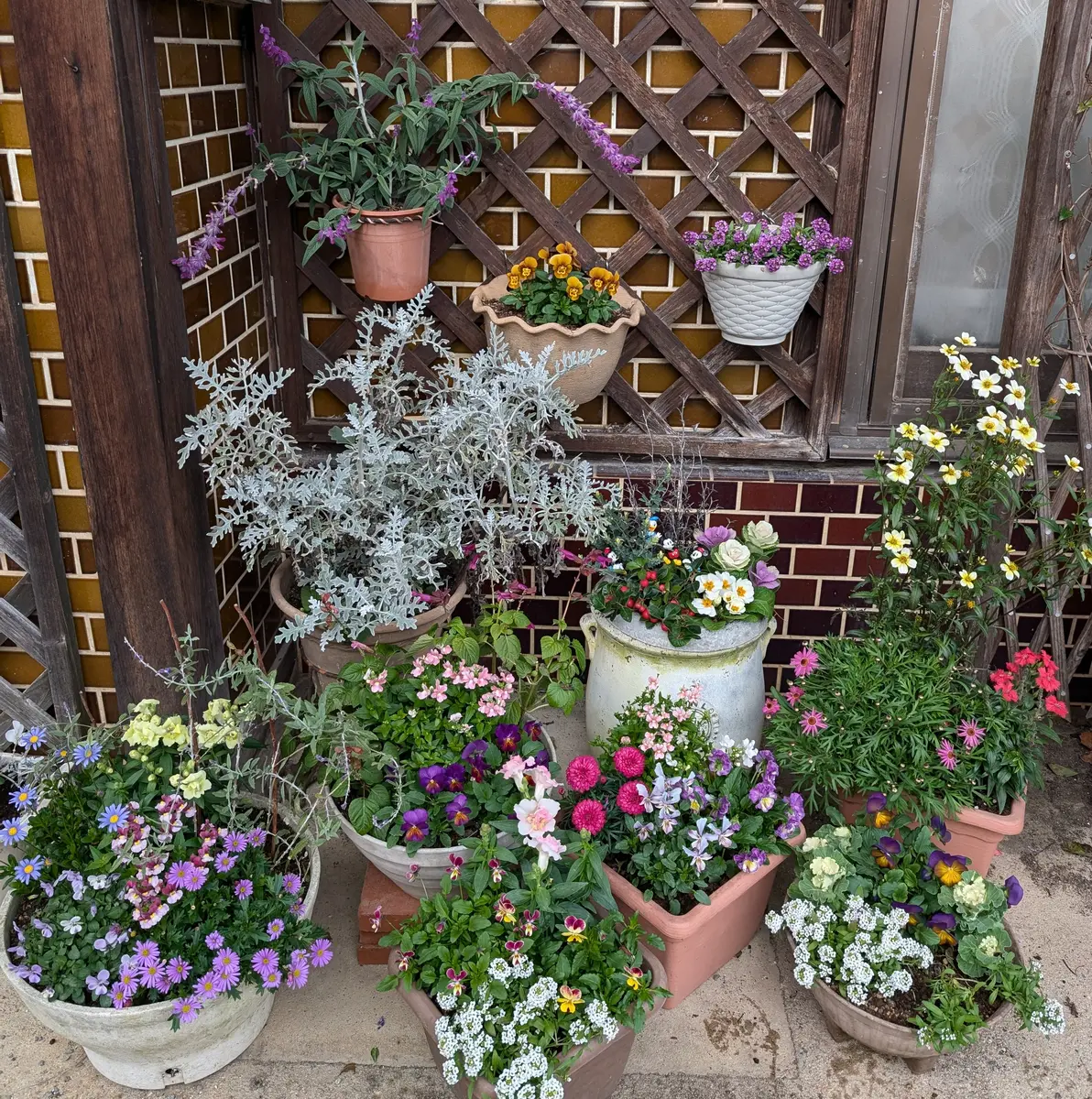 12月に成った、、寄せ植えの寄せ集め😁｜園芸日記byはいらっくす