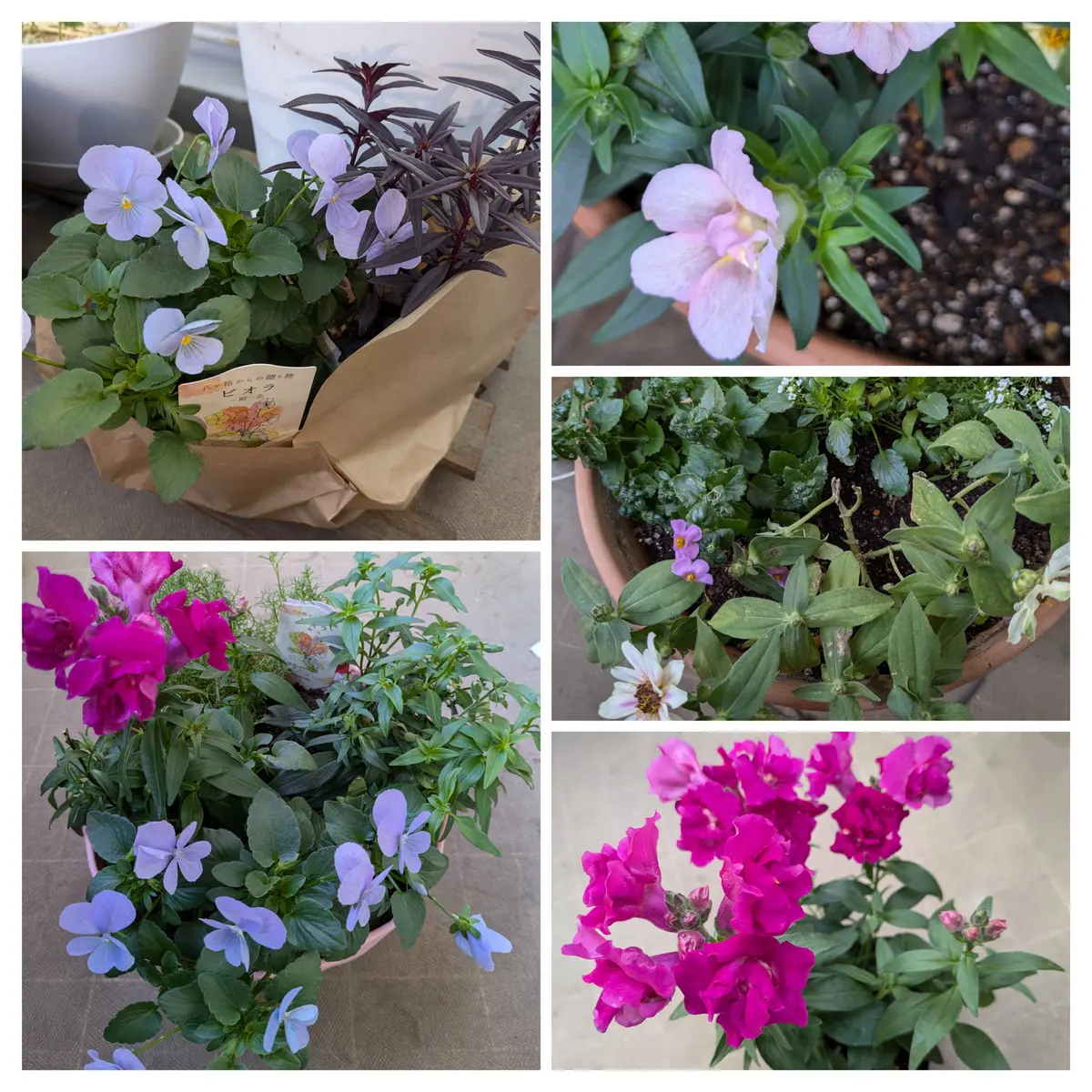 寄せ植え2点と黄色の小菊｜園芸日記byとまトマトん｜みんなの趣味の