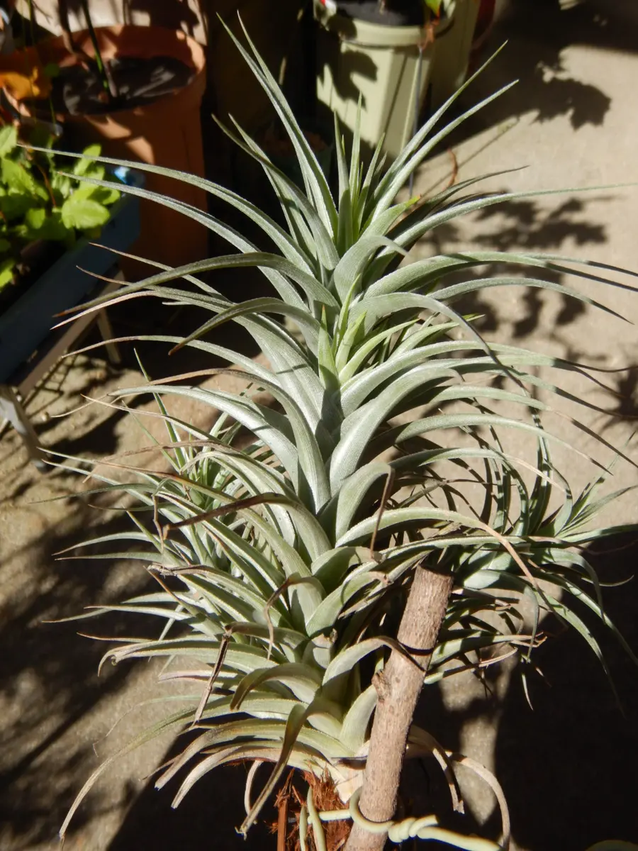 チランジア　チアペンシス　ジャイアントハイブリッド　BRT チランジア チアペンシス ジャイアントハイブリッド BRT 【公式通販】