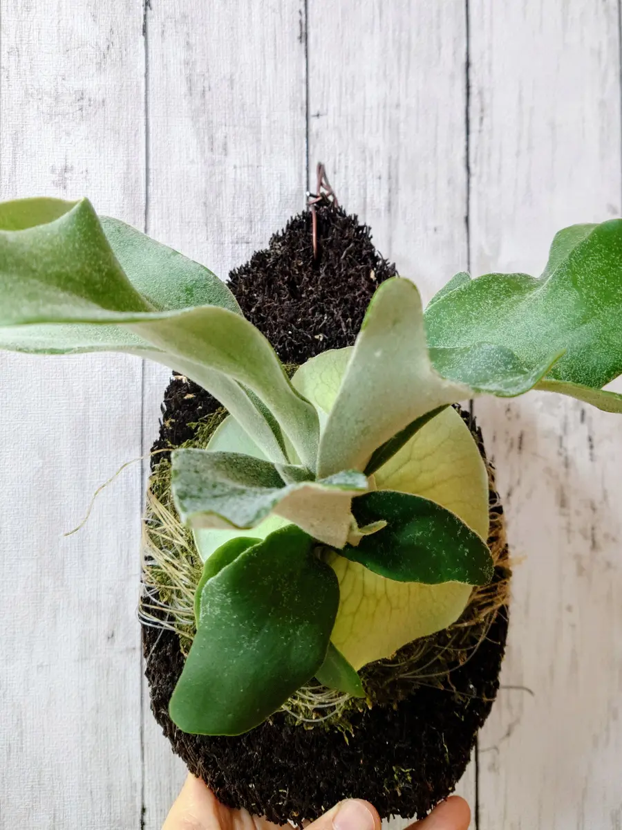 ビカクシダ セルソタツタoc