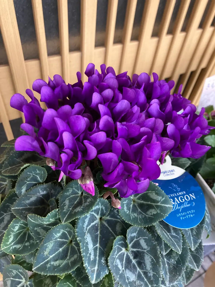 寄せ植え 花 シクラメンドラゴン2色 園芸ガイド【公式】 | 『園芸