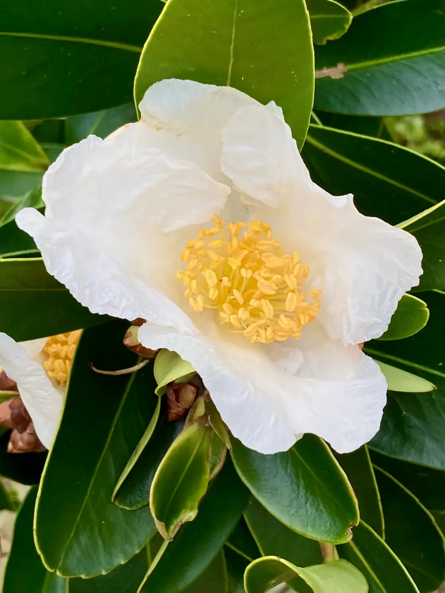 これが中国の椿⁉️٩(ᐛ)و｜園芸日記byスミヱ｜みんなの趣味の園芸｜1273925