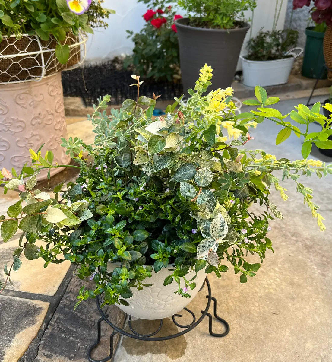 寄せ植え解体後の植えただけのリーフの寄植え|園芸日記byjiji 寄せ植え解体後の植えただけのリーフの寄植え|園芸日記byjiji