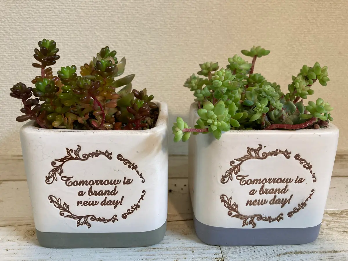 Top【選抜株】多肉植物　15427 ディープ　フォレスト36個 鉢無し/脱土 Top【選抜株】多肉植物 15427 ディープ フォレスト36個 鉢無し/脱土