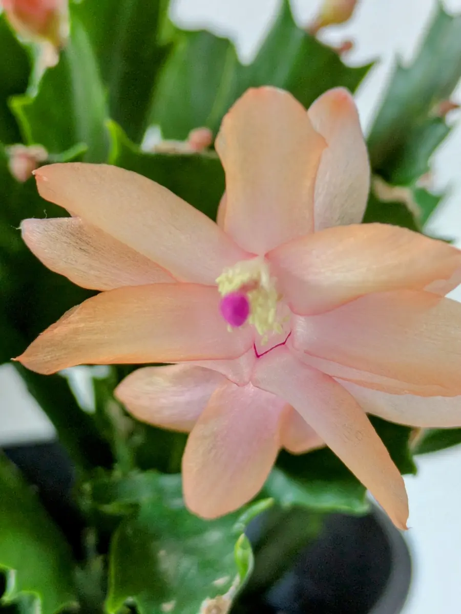 シャコバサボテン接木苗