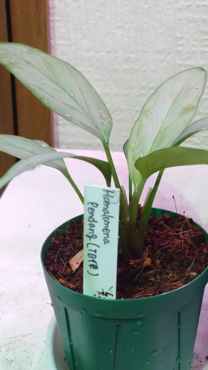Homalomena ホマロメナ 月輪 KZT（Homalomenasp.｜園芸日記by時
