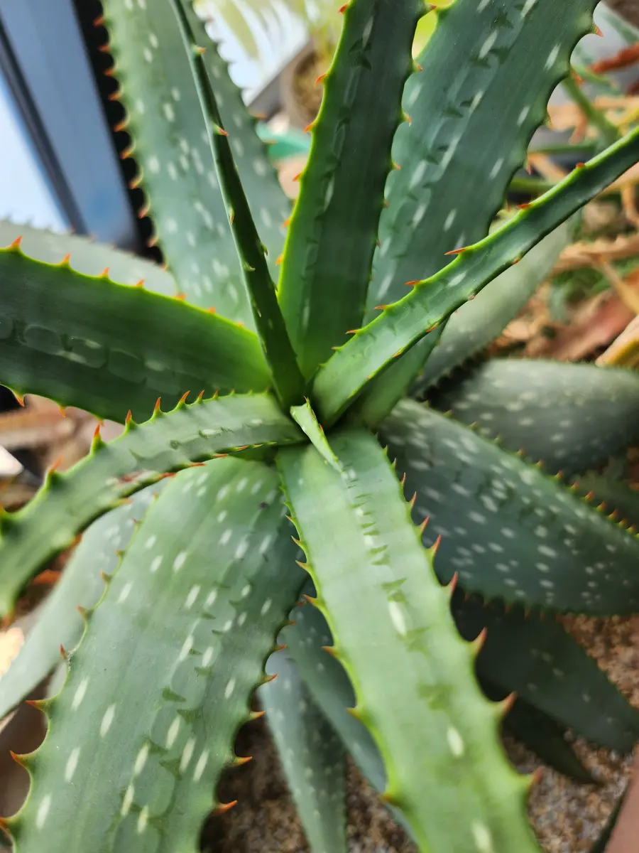 アロエカミエセンシス｜園芸日記by律九｜みんなの趣味の園芸｜1274260