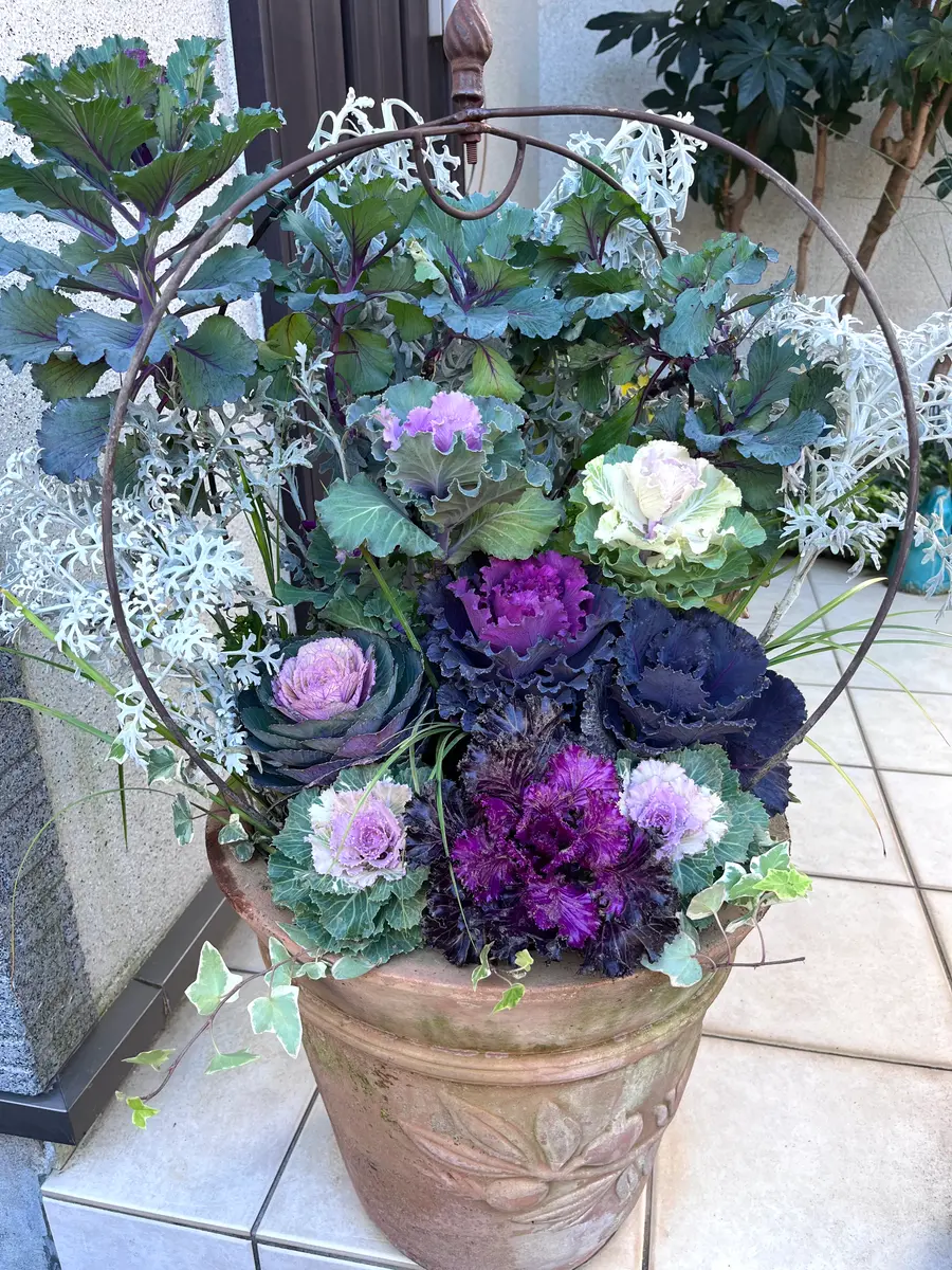 今年も踊りハボタンで❣️｜園芸日記byあったん｜みんなの趣味の園芸