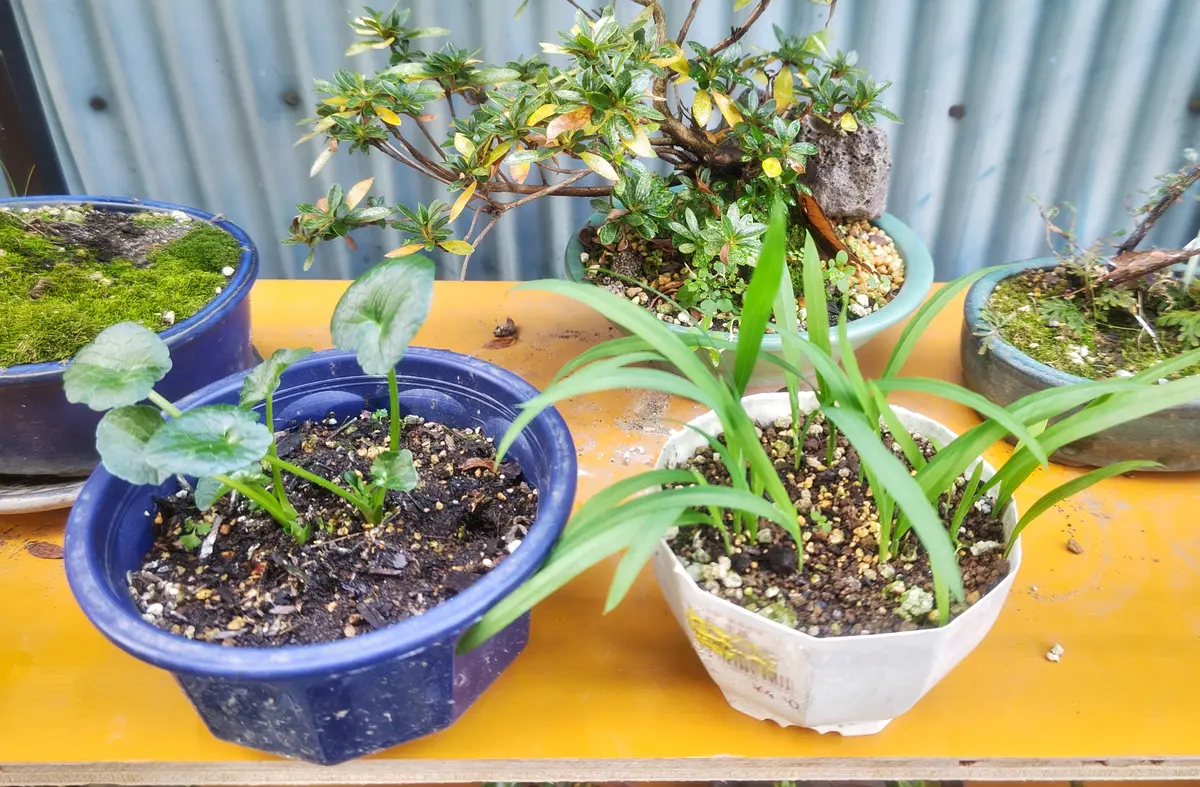 冬を越す山野草❄️｜園芸日記bywhitebear｜みんなの趣味の園芸｜1274427