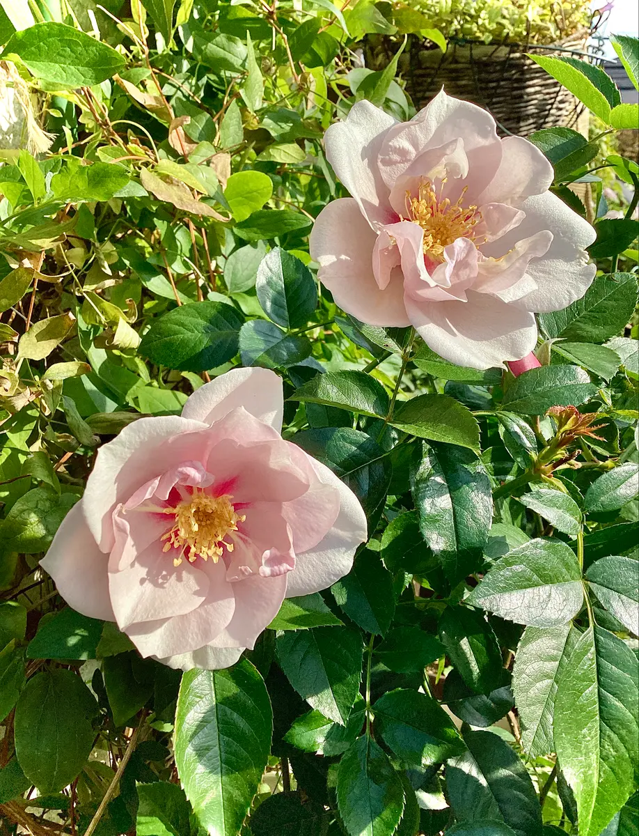 大バラ・クードゥークール冬の3番花が咲き始めました🌹 と、冬の寄せ