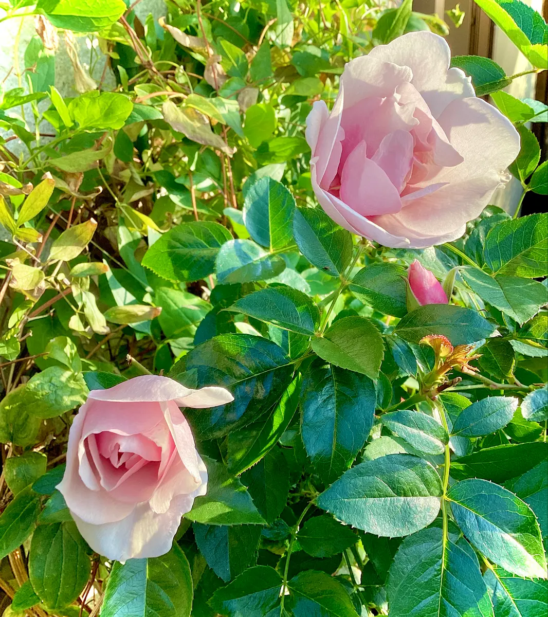 大バラ・クードゥークール冬の3番花が咲き始めました🌹 と、冬の寄せ