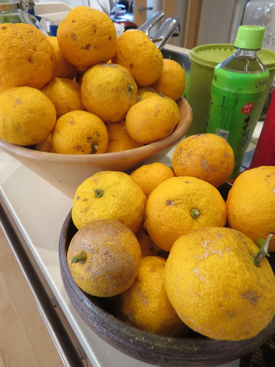 ゆずをもらった｜園芸日記byくうねるあそぶ｜みんなの趣味の園芸｜1274644