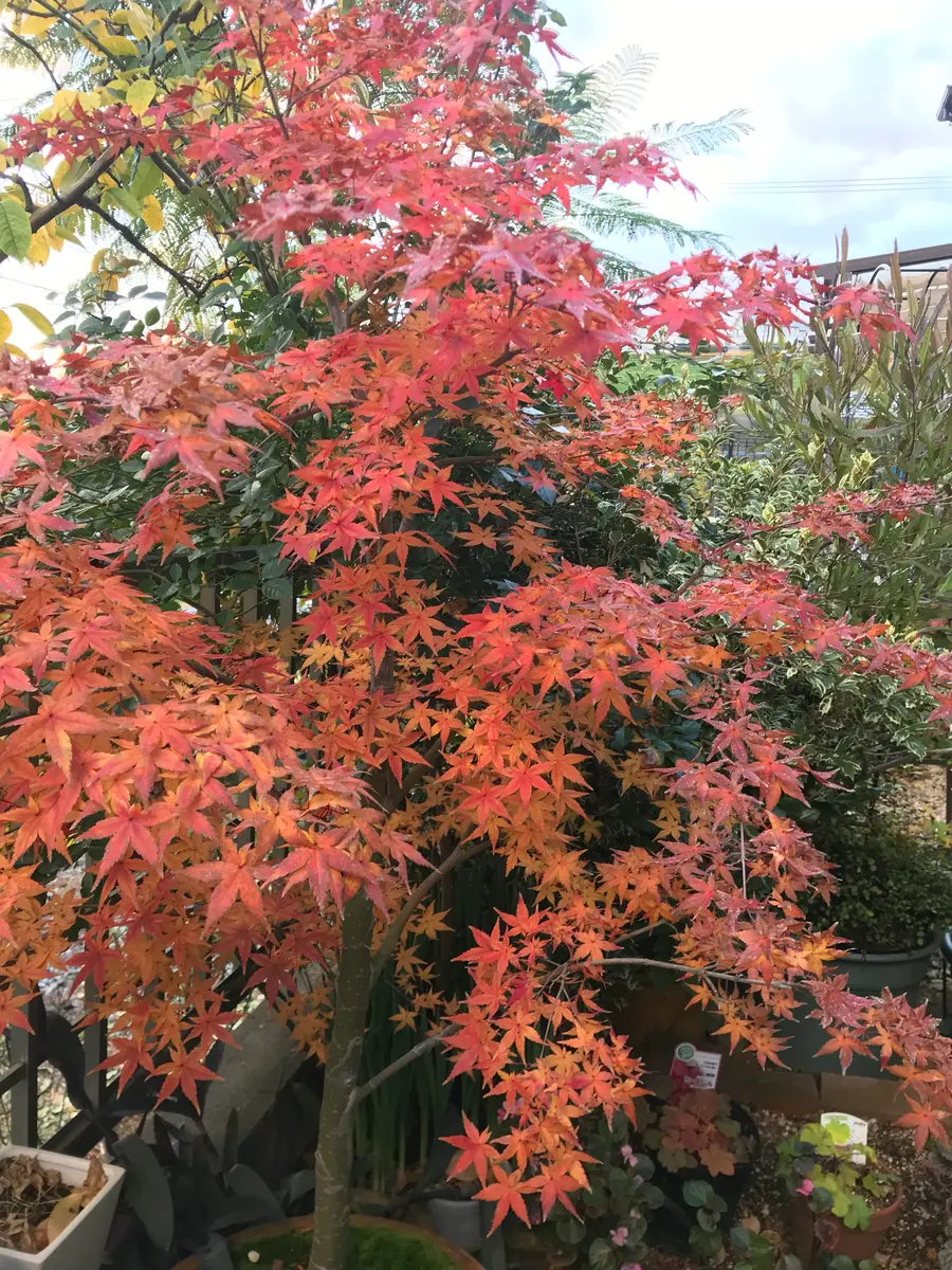 チシオモミジ 秋 チシオモミジ 血汐紅葉 間違いだらけのお庭づくり