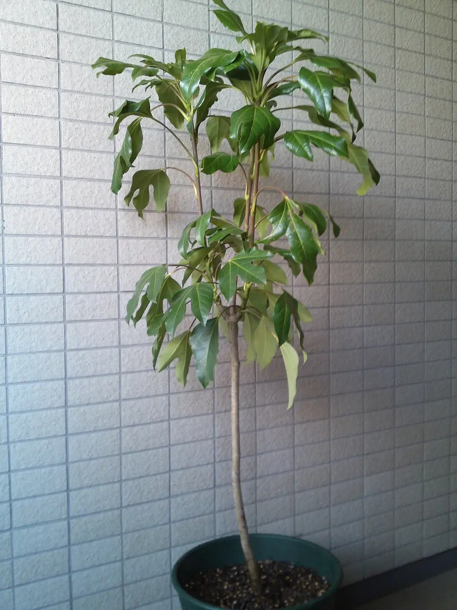 カクレミノ｜園芸日記byぶらっくべりい｜みんなの趣味の園芸｜127475
