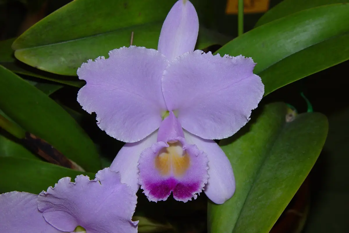 カトレア狂走曲 その5｜園芸日記by春来｜みんなの趣味の園芸｜127494