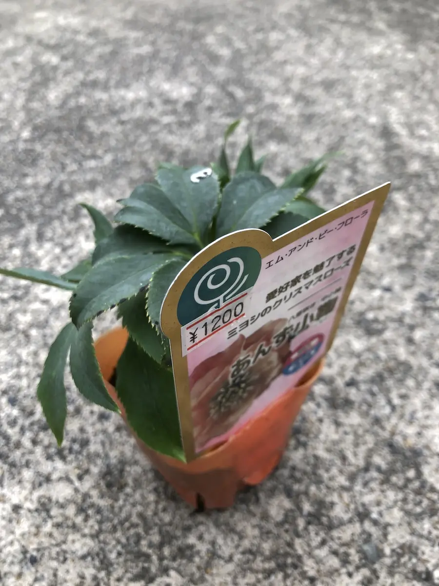 あんず小鞠｜園芸日記byおりゅう｜みんなの趣味の園芸｜1274966