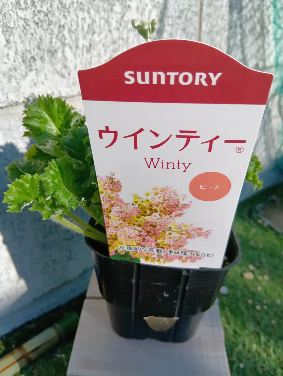 ウインティーの植え付け｜園芸日記byまり金｜みんなの趣味の園芸｜1275298